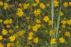 Marsh Tickseed, Bidens trichosperma