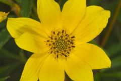 Marsh Tickseed, Bidens trichosperma