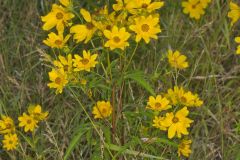 Marsh Tickseed, Bidens trichosperma