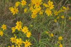 Marsh Tickseed, Bidens trichosperma