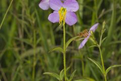 Maryland Meadowbeauty, Rhexia mariana