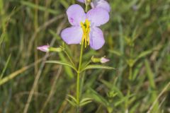 Maryland Meadowbeauty, Rhexia mariana