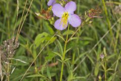 Maryland Meadowbeauty, Rhexia mariana