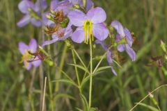 Maryland Meadowbeauty, Rhexia mariana