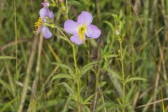 Maryland Meadowbeauty, Rhexia mariana