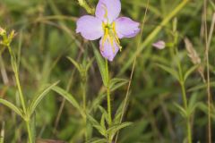 Maryland Meadowbeauty, Rhexia mariana