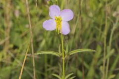 Maryland Meadowbeauty, Rhexia mariana