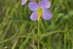 Maryland Meadowbeauty, Rhexia mariana