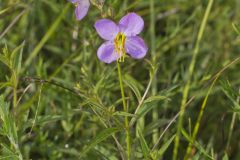 Maryland Meadowbeauty, Rhexia mariana