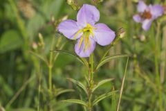 Maryland Meadowbeauty, Rhexia mariana