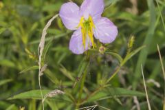 Maryland Meadowbeauty, Rhexia mariana