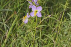 Maryland Meadowbeauty, Rhexia mariana