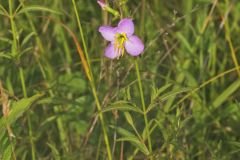 Maryland Meadowbeauty, Rhexia mariana