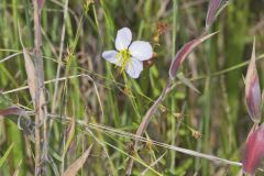 Maryland Meadowbeauty, Rhexia mariana