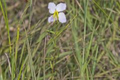 Maryland Meadowbeauty, Rhexia mariana