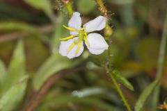 Maryland Meadowbeauty, Rhexia mariana