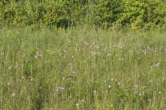 Maryland Meadowbeauty, Rhexia mariana