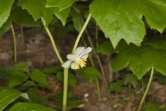 Mayapple, Podophyllum peltatum