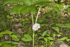 Mayapple, Podophyllum peltatum