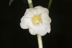 Mayapple, Podophyllum peltatum