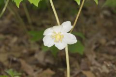 Mayapple, Podophyllum peltatum