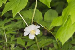 Mayapple, Podophyllum peltatum