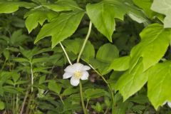 Mayapple, Podophyllum peltatum