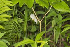 Mayapple, Podophyllum peltatum