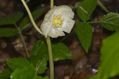 Mayapple, Podophyllum peltatum