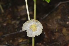 Mayapple, Podophyllum peltatum