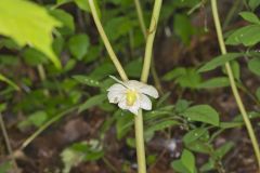 Mayapple, Podophyllum peltatum