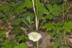 Mayapple, Podophyllum peltatum