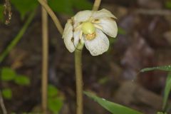 Mayapple, Podophyllum peltatum