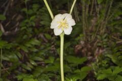 Mayapple, Podophyllum peltatum