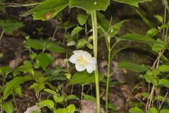 Mayapple, Podophyllum peltatum