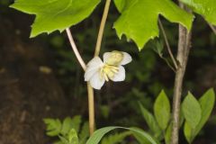 Mayapple, Podophyllum peltatum