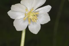 Mayapple, Podophyllum peltatum