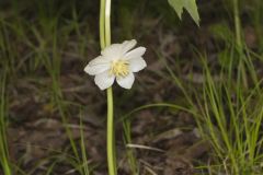 Mayapple, Podophyllum peltatum