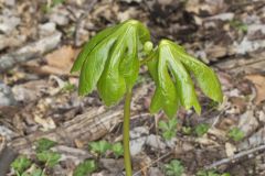 Mayapple, Podophyllum peltatum