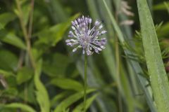 Meadow Garlic, Allium canadense