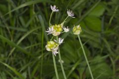 Meadow Garlic, Allium canadense