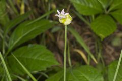 Meadow Garlic, Allium canadense