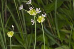 Meadow Garlic, Allium canadense