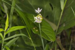 Meadow Garlic, Allium canadense