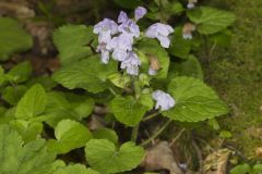 Meehan's Mint, Meehania cordata