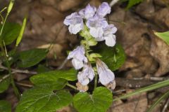 Meehan's Mint, Meehania cordata