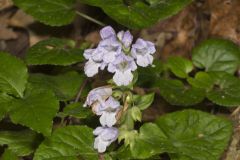 Meehan's Mint, Meehania cordata