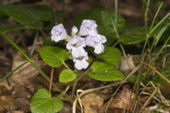 Meehan's Mint, Meehania cordata