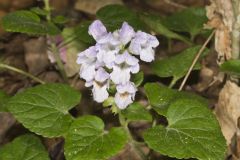 Meehan's Mint, Meehania cordata