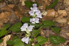 Meehan's Mint, Meehania cordata